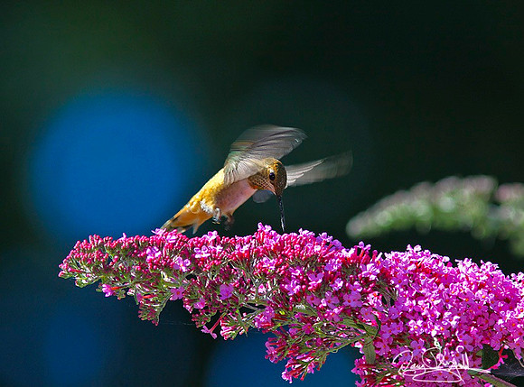 Hum Bird-ajsrszsg-H2531