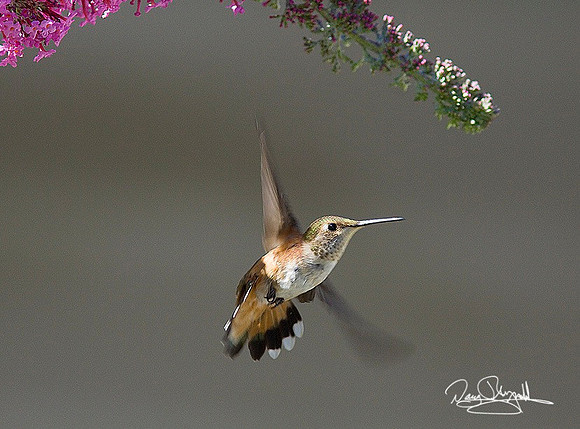 Hum Bird-ajsrszsg-H2553