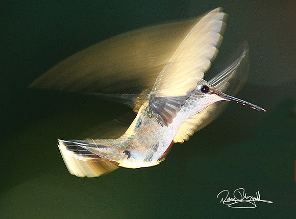 Humming Bird-srrmszsg-H4519