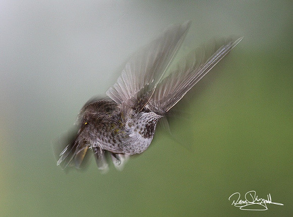 Humming Bird-srszsg-H8855