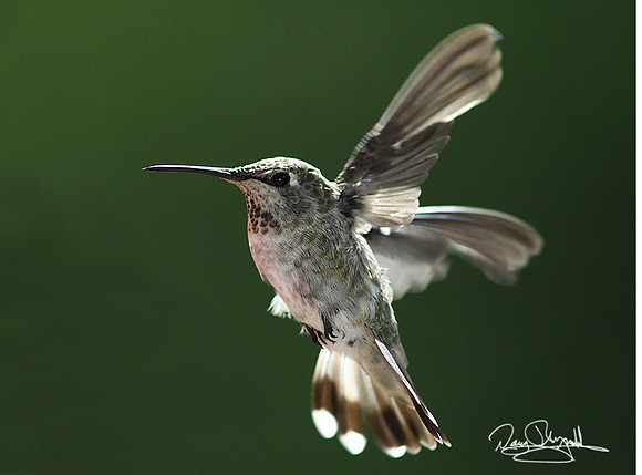 Humming Bird-srszsz-H8866