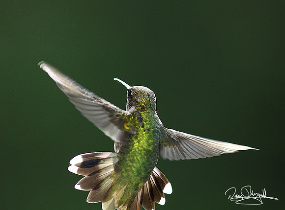 Humming Bird-srszsg-H8867