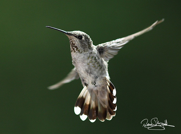 Humming Bird-srszsg-H8871