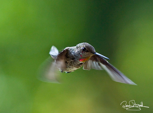 Humming Bird-ajsrszsg-H8934