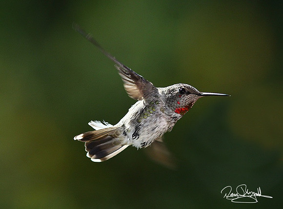 Humming Bird-ersrszsg-H8985