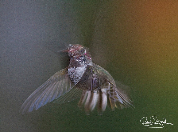 Humming Bird