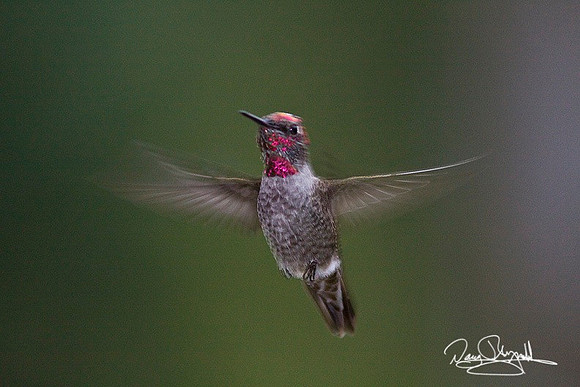 Humming Bird