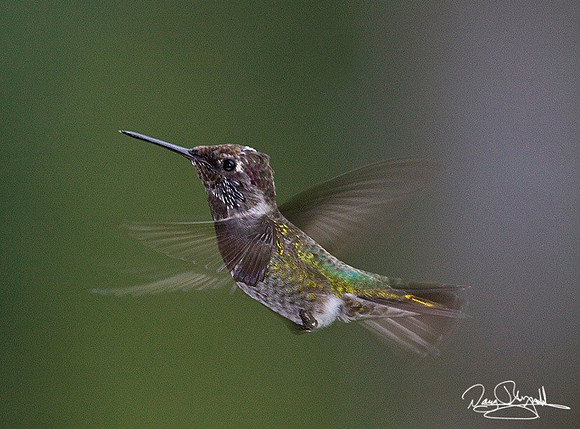 Humming Bird