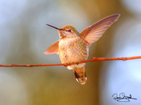 Horizontal Hummingbirds