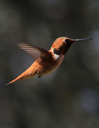 Ham Bird-sr-V6478