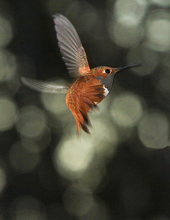 Hum Bird-aj11x-V7276