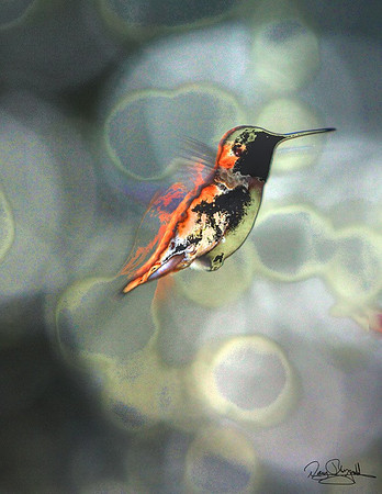 Humming Bird-sgsz-7301BL