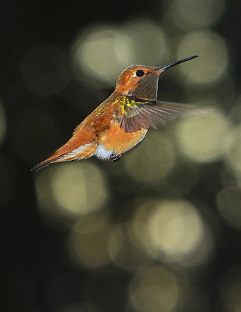 Hum Bird-aj11x-V7305