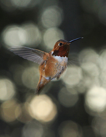 Hum Bird-aj11x-V7320