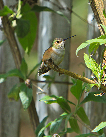 Hum Bird aj11x-V7460