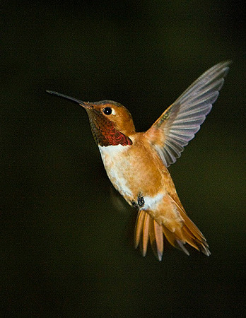 Hum Bird-ajsz-V7618