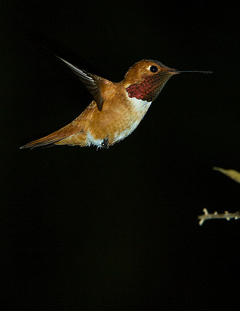 Hum Bird-aj11x-V7622