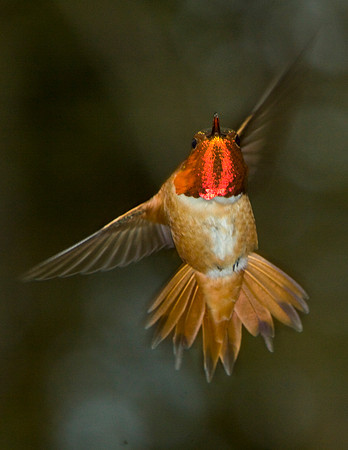 Allens Humbird-aj11x-V7684