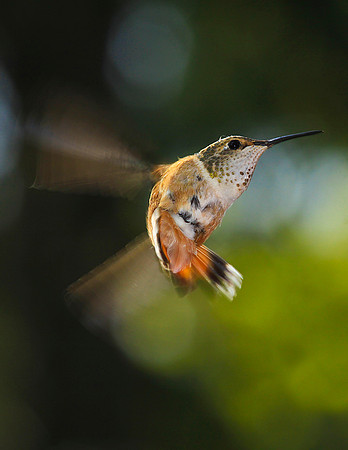 Hum Bird-ajsr11x-V1077