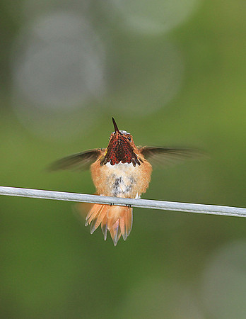 Hummer on Wire-sr11x-V4709