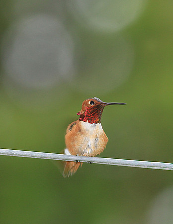 Hummer on Wirer-sr11x-V4724