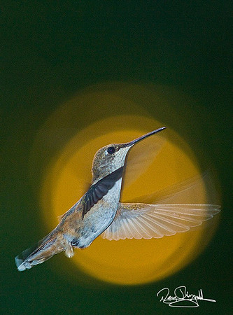 Humming Bird-ajsrszsg-V4715