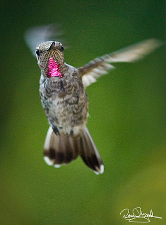 Humming Bird-srszsg-V8926