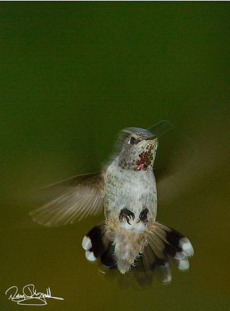 Humming Bird