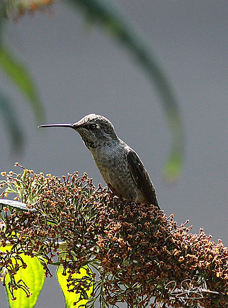 Humming Bird-eysrszsg-V5854