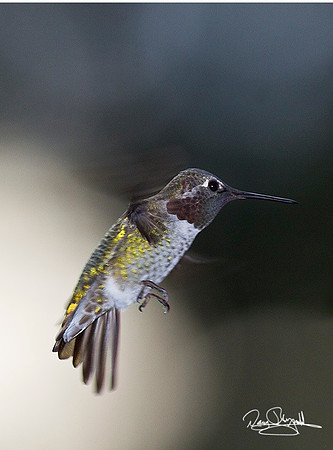 Humming Birds