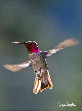 Humming Bird