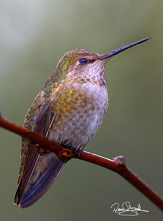 Hummingbird in Rain