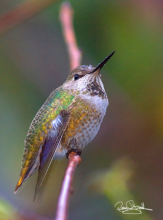 Hummingbird in Rain