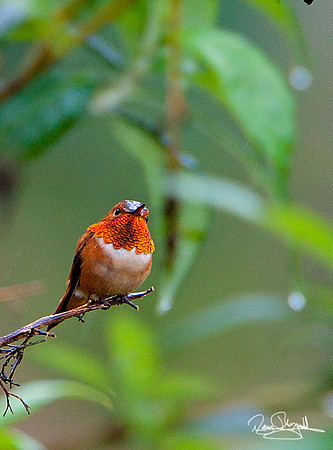 Hummingbird-ajsrszsg-V9209