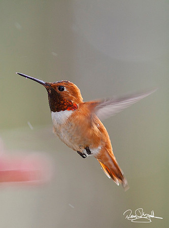 Hummingbird-ajsrszsg-V9230