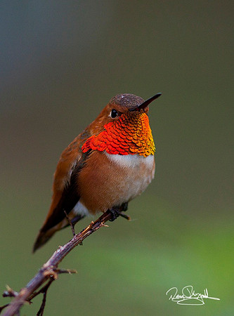 Rufous Hummingbird in Snow