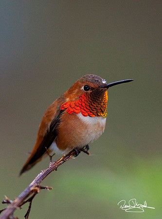 Rufous Hummingbird in Snow