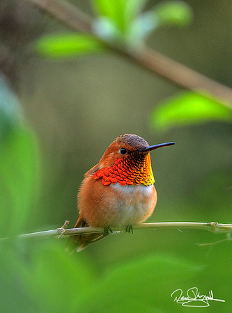 Hummingbird in Bush-srszsg-V9670BLS