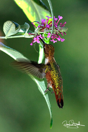 Hummingbird