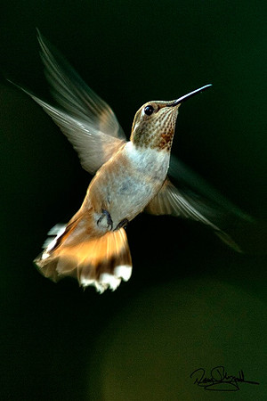Hummingbird