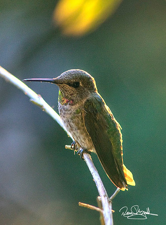 Hummingbird