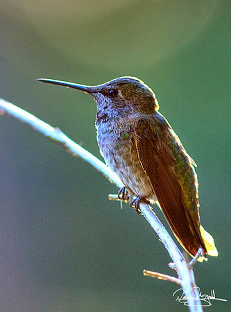 Hummingbird
