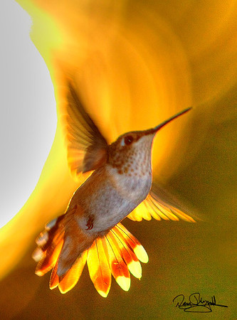 Hummingbird