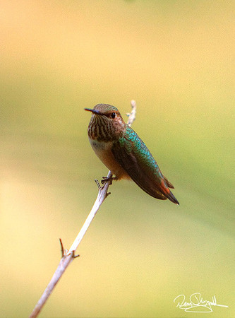 Hummingbird
