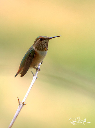 Hummingbird
