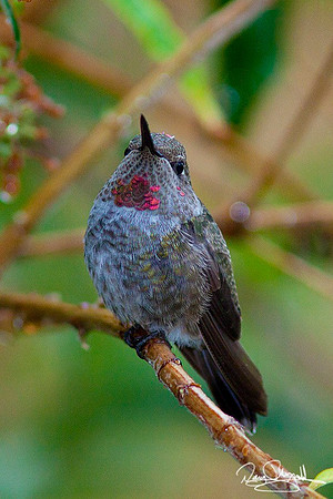 Hummingbird