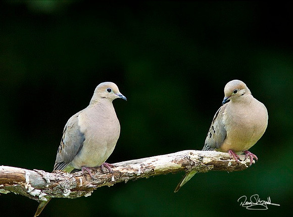 2Morning Doves