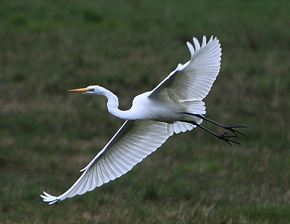 Egret