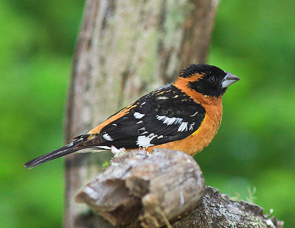 Blk Headed Grossbeak-ajsr11x-H4737