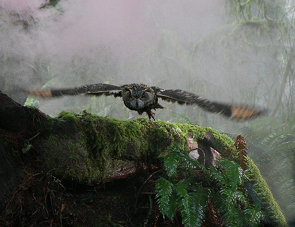Owl Flying-11x-H4359